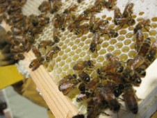 Healthy worker bees - after CCD strikes, few or no worker bees remain